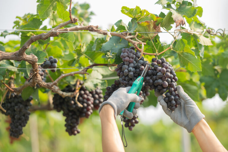 Winemaking Services That Simplify Harvest & Elevate Quality